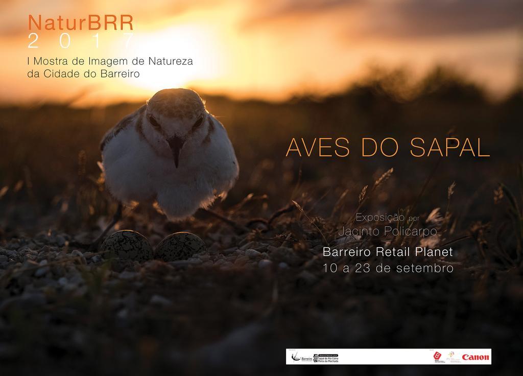 Exposição de fotografia | Aves do Sapal | No B Planet lança NaturBRR – Mostra de Imagem de N...