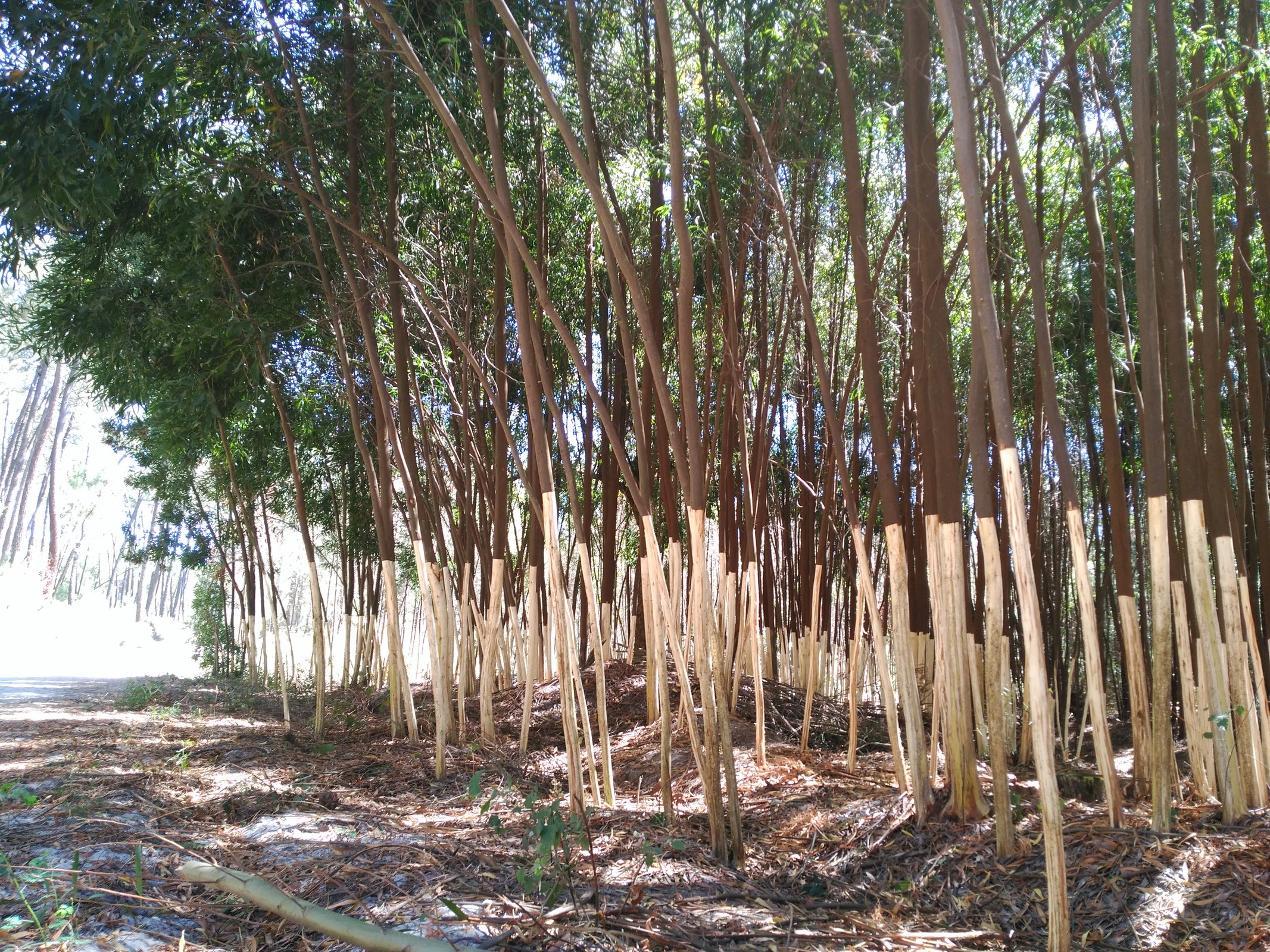 CANCELADA | “Invasão ao Domingo” | Centro de Educação Ambiental da Mata da Machada...